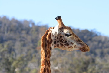 portrait of a giraffe