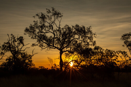 A sunset view over the Australian Outback, with silhouettes of hardy trees and shrubs, capturing the essence of the end of the day.	