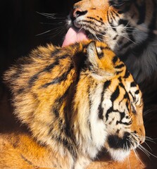 Tigers together in zoo