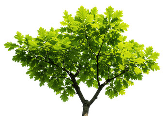 Lush green leaves of a majestic oak tree with intricate veins, translucent and vibrant, seen from a low angle looking up through dark branches against a transparent seamless studio backdrop with copy