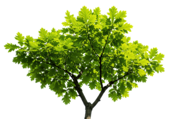 Lush green leaves of a majestic oak tree with intricate veins, translucent and vibrant, seen from a low angle looking up through dark branches against a transparent seamless studio backdrop with copy