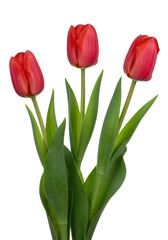Three vibrant red tulips with tightly closed petals, deep green stems, and broad leaves, isolated against a clean, transparent background with ample negative space, concept of natural beauty and
