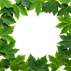 Emerald green deciduous leaves (maple, oak, birch) with visible veins and varied textures, organically framing a transparent background with copy space, top-down flat lay, bright diffused studio