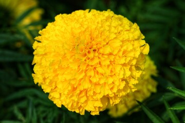 Close up of beautiful Marigold flower (Tagetes erecta, Mexican, Aztec or African marigold) in the garden with blurred background.Botanical,flower and natural concept.Top view.