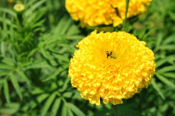 Close up of beautiful Marigold flower (Tagetes erecta, Mexican, Aztec or African marigold) in the garden with blurred background.Botanical,flower and natural concept.