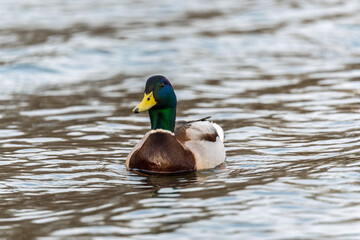 Obraz premium Duck swims in the pond.