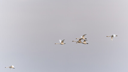 Flying swans. Blue sky background. Swans: Mute Swan. Cygnus olor. Flock of swans gliding gracefully through the morning sky at dawn.