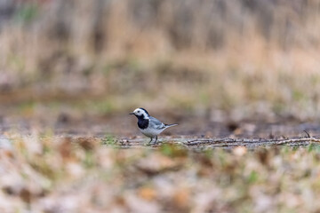 Wagtail sits on the ground with a beautiful blurred background.