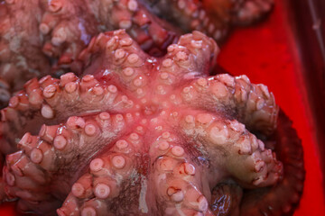 Fresh Raw Octopuses For Sale