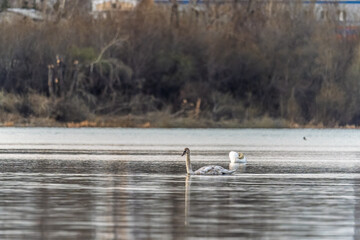 Graceful white Swan swimming in the lake, swans in the wild. Portrait of a white swan swimming on a lake.