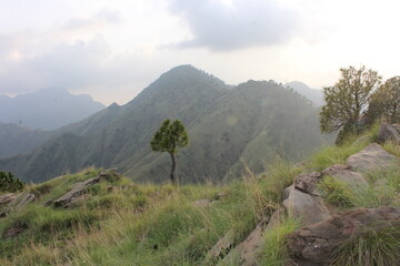Pine tree crown a mountain peak, set amidst lush greenery and a sprawling natural landscape.