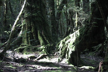 tree in the old forest tasmania