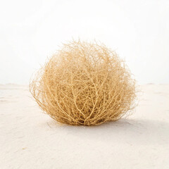 coconut tree on the beach