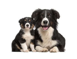 Australian Shepherd and puppy sitting next to each other, looking at the camera isolated on a transparent background