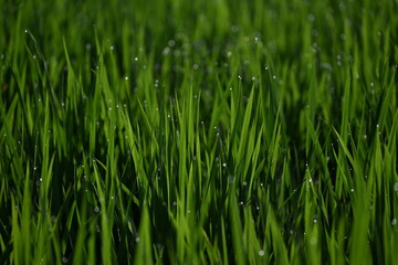 朝露が朝日で光る稲