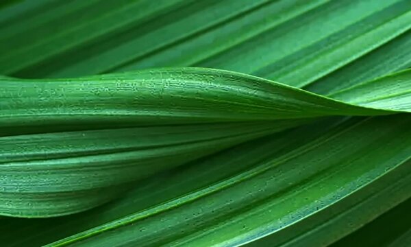 A detailed close up of vibrant green leaves with distinct parallel veins and smooth surface texture