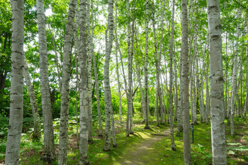 北海道の白樺並木