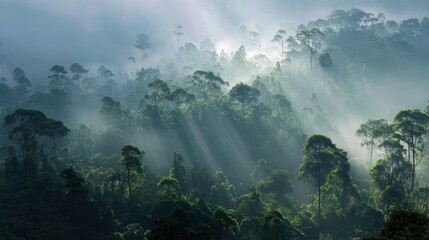 Misty forest landscape with rays of sunlight breaking through trees, creating a serene and tranquil atmosphere.