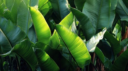 Vibrant green banana leaves illuminated by sunlight, showcasing nature's beauty and lush tropical scenery.