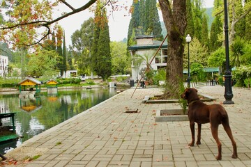 A beautiful Vizsla dog elegantly looks out over the landscape at a city lake.
