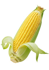 A single, fresh ear of corn on the cob with vibrant yellow, plump kernels and bright green husks partially peeled, on a transparent plain isolated background with no shadows, commercial food