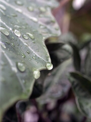 Close-up of a wet Alocasia leaf with water droplets, botanical photography