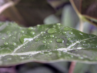 Close-up of a wet Alocasia leaf with water droplets, botanical photography