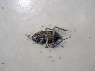 Close-up of a dead cockroach being eaten by ants.
