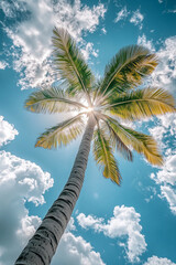 High angle view of coconut tree from below with cloudy sky background. Coconut palm garden at the tropical beach.