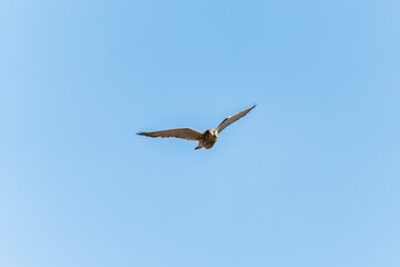 Common kestrel, Falco tinnunculus, hovered in the air in search of prey