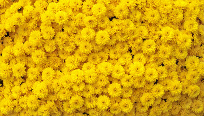 Bright yellow flowers densely packed creating vibrant and cheerful floral wall texture