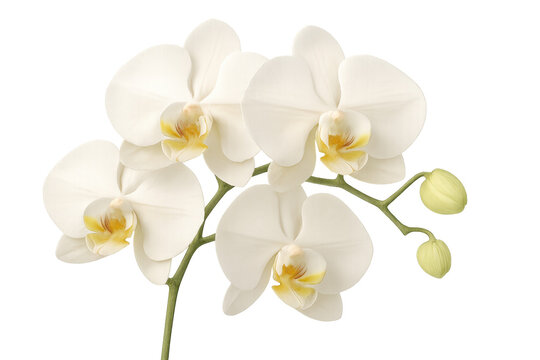 Delicate white orchid with golden center, featuring soft petals and emerging buds against clean transparent backdrop
