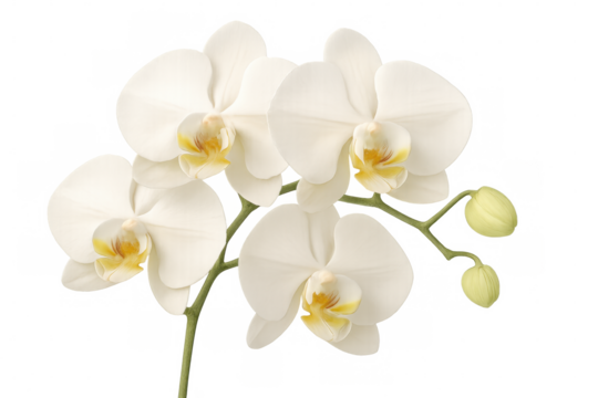 Delicate white orchid with golden center, featuring soft petals and emerging buds against clean transparent backdrop