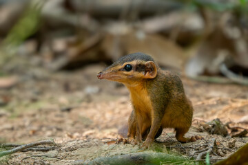 Northern Smooth-tailed Tree Shrew - Dendrogale murina, unique small mammal native to forest of Southeast Asia, Vietnam.