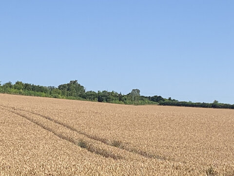 Field of Crops with Trees in Background