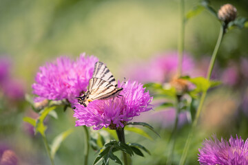 A close-up of a butterfly (Scarce Swallowtail) feeding on a blooming pink knapweed flower in a...
