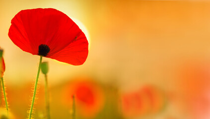 Close-up of a vibrant red poppy flower glowing in the warm light of a summer sunset. background creates a dreamy, romantic atmosphere  with copy space. banner