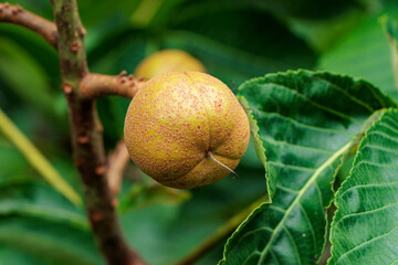 木に実ったトチノキの実