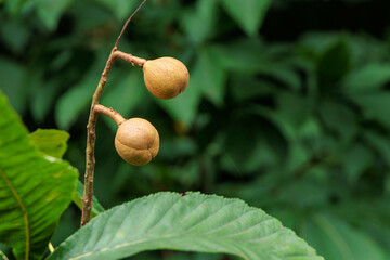 木に実ったトチノキの実