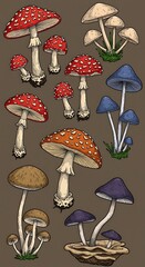Fungal Fantasy: A Mushroom Medley