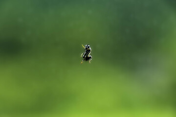 窓ガラスに止まる黒い蜂
