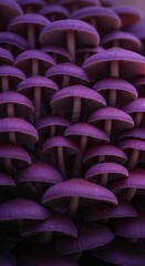 Obraz premium Amethyst Canopy