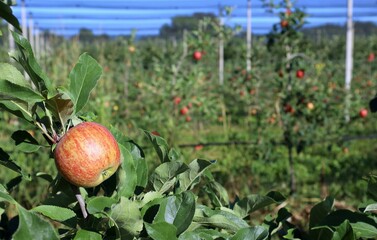 Foreground of a single red and yellow apple on tree in a large orchard protected by net against...