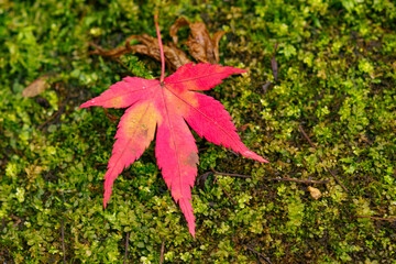 苔の上に落ちた紅葉