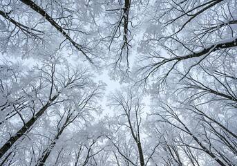 Winter's Embrace: A Frozen Canopy