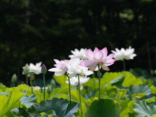 夏の朝に咲く蓮の花