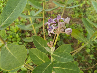 Closeup shots of Giant calotrope flower/Calotropis gigantea ,commonly known as giant milkweed or crown flower, has a long history of medicinal use in traditional practices like Ayurveda