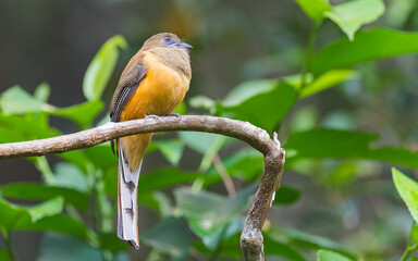 männlicher Malabar trogon (Harpactes fasciatus)