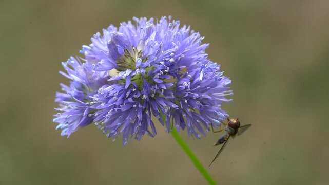 hoverfly on cornflower in the garden