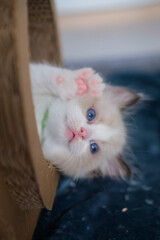 1 month old, ragdoll kitten wondering inside the cat scratching tunnel, domestic cat